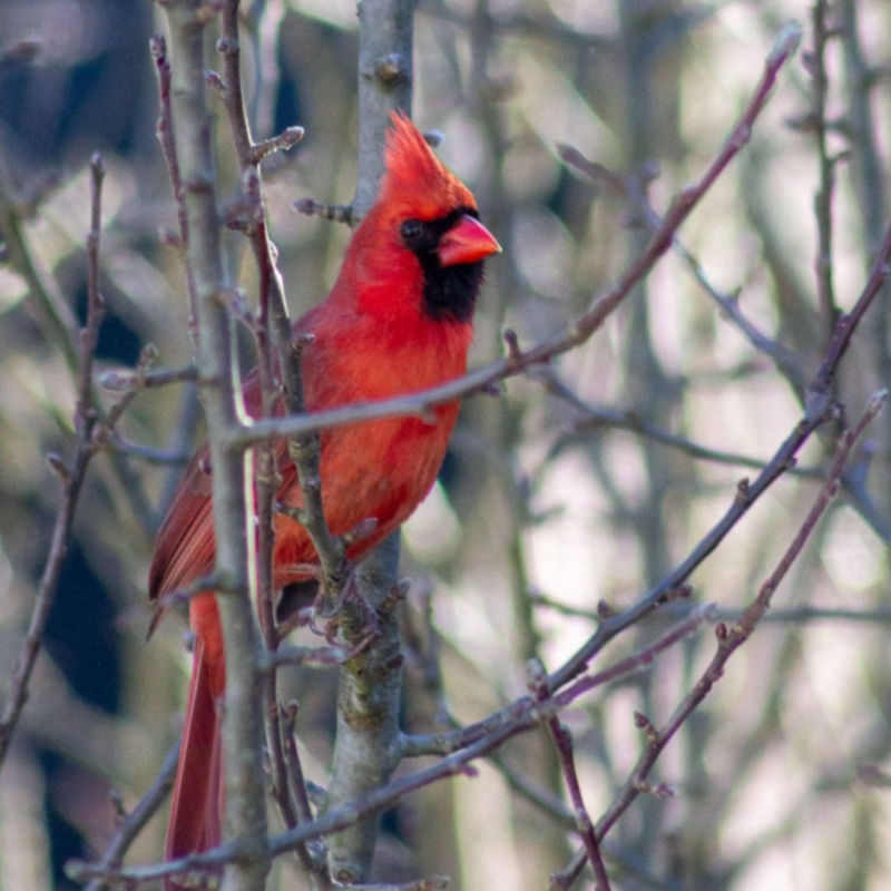 Cardinal