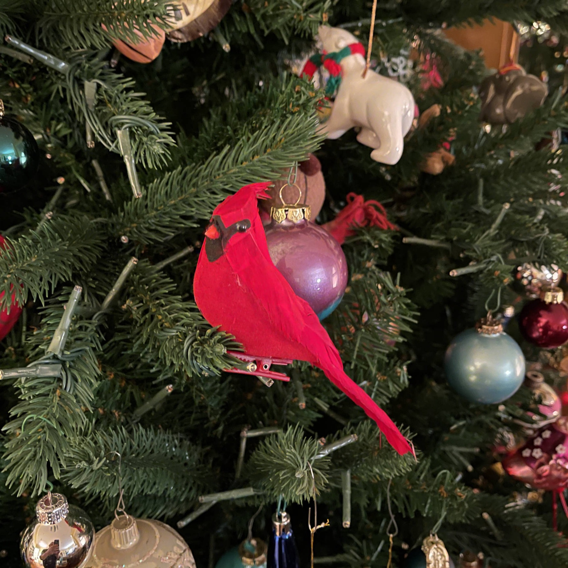Cardinal