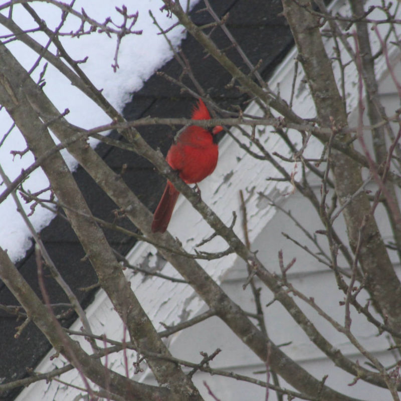 Cardinal