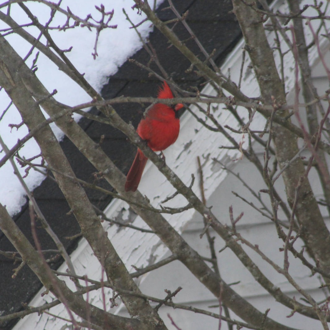Cardinal