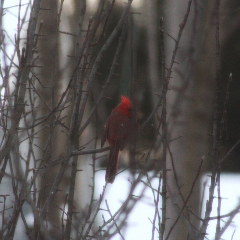Cardinal