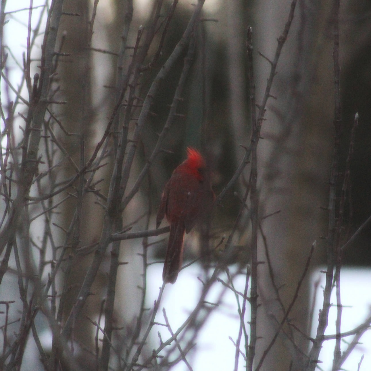 Cardinal
