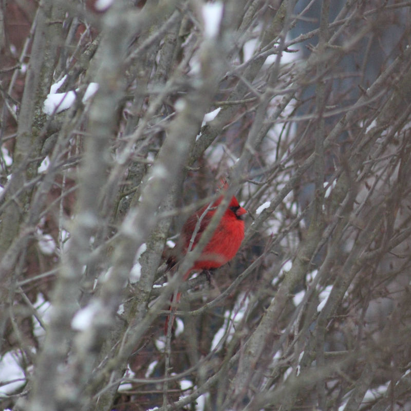 Cardinal