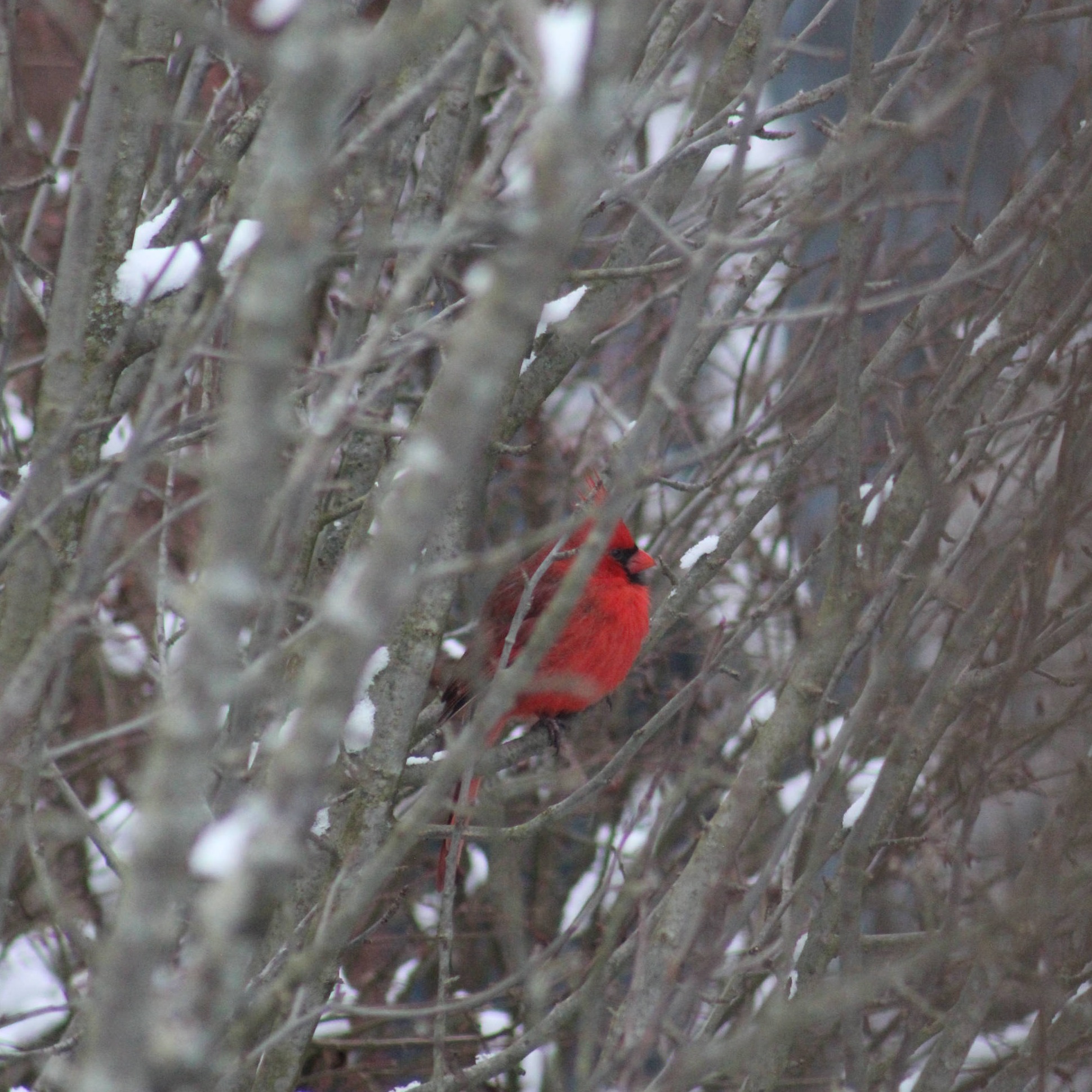 Cardinal