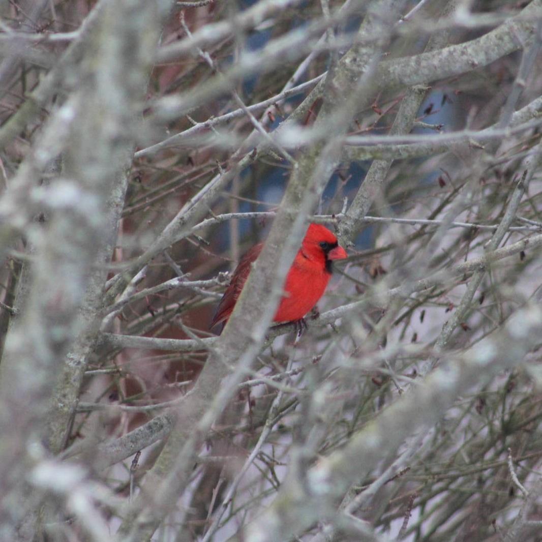 Cardinal