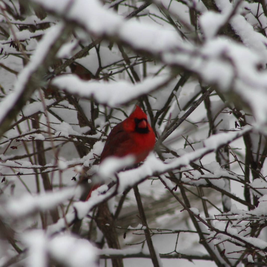 Cardinal