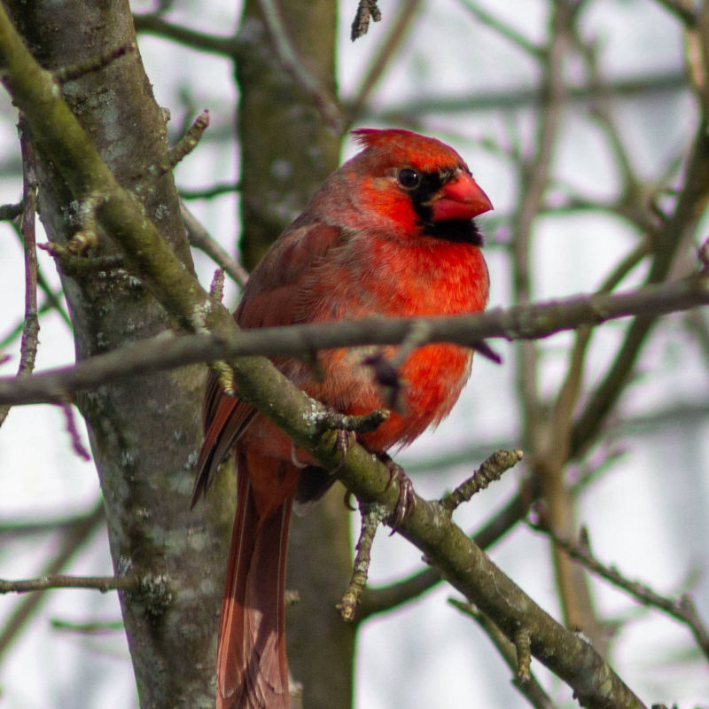 Cardinal