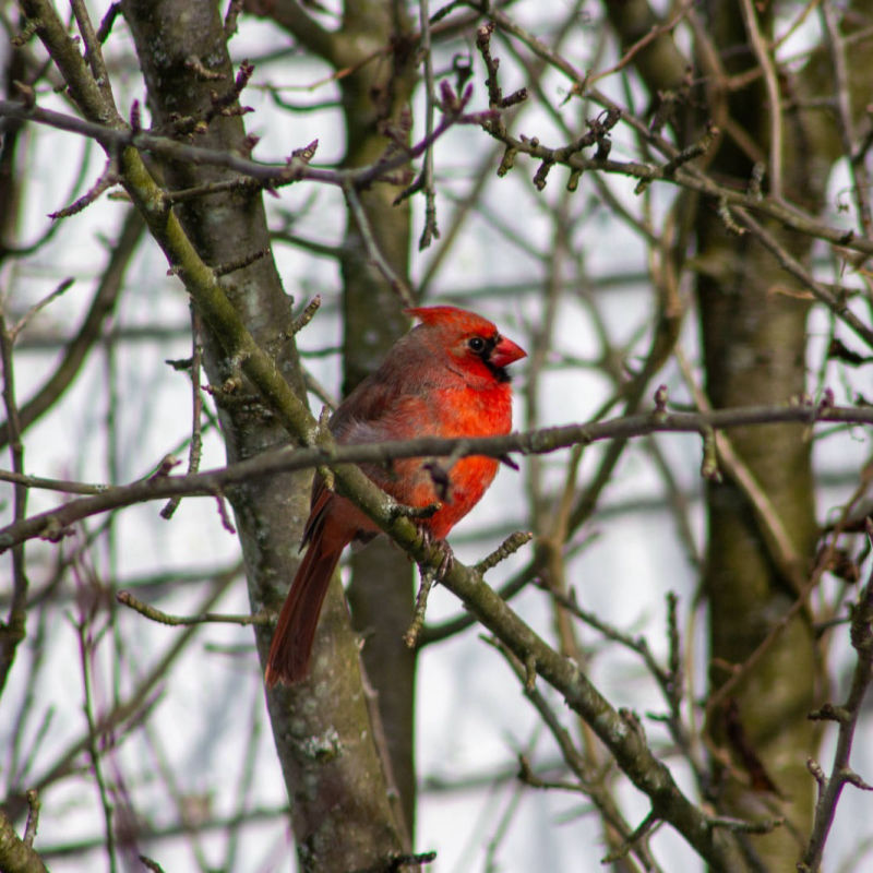 Cardinal