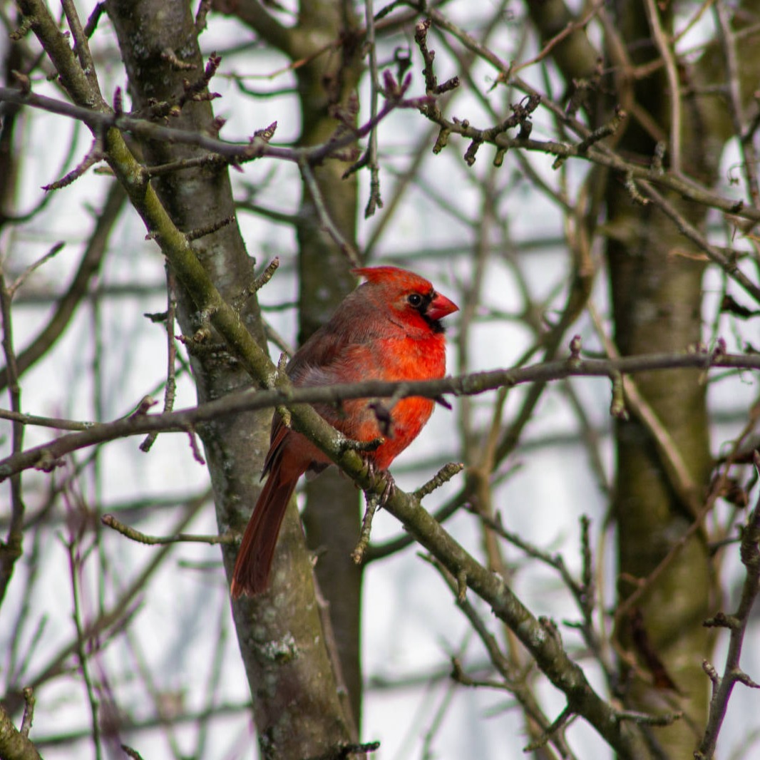 Cardinal