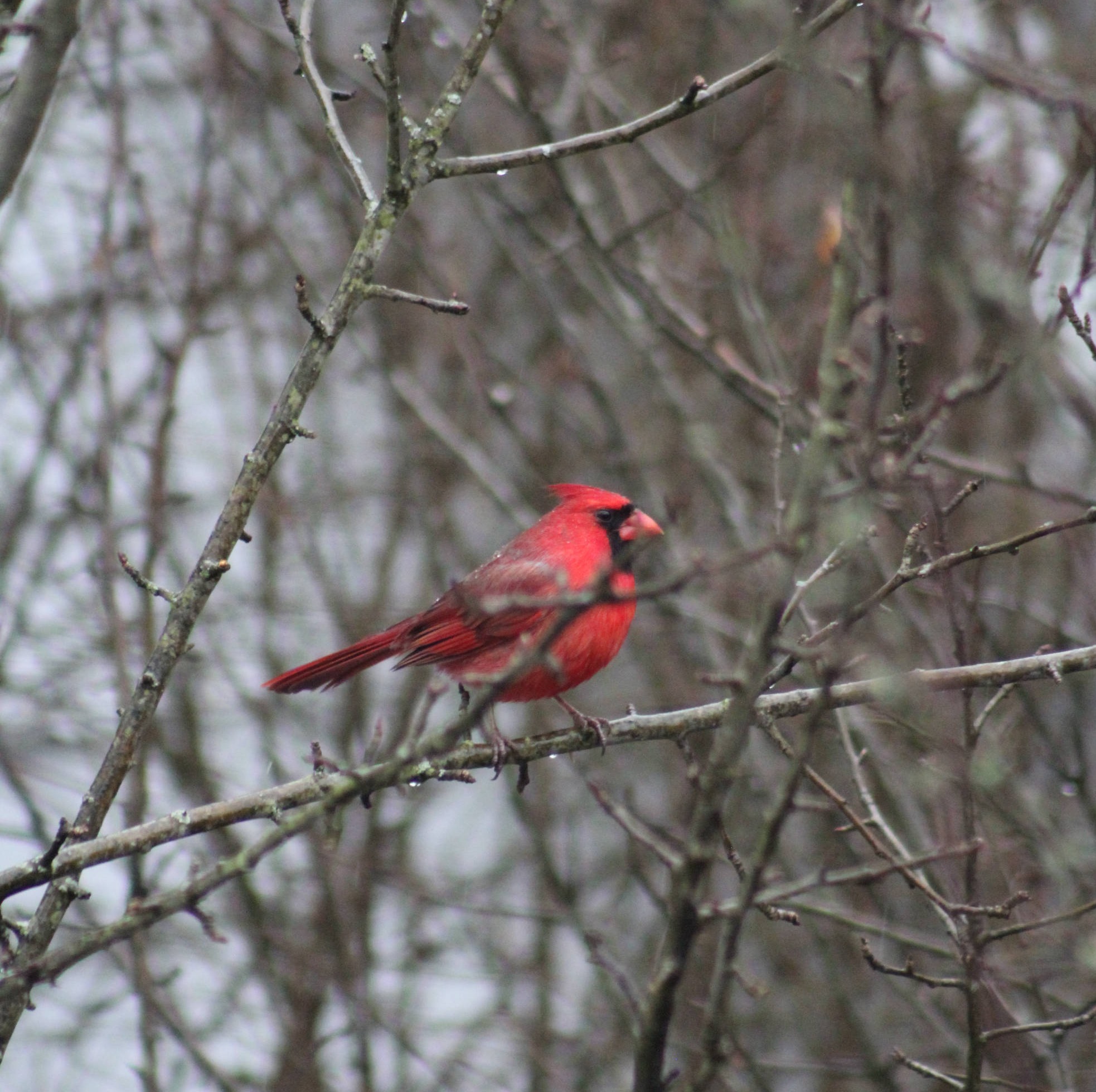 Cardinal
