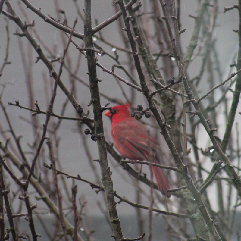 Cardinal