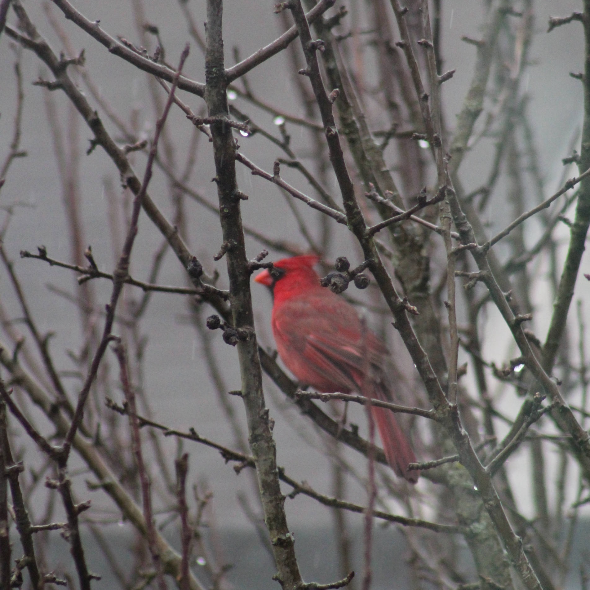 Cardinal
