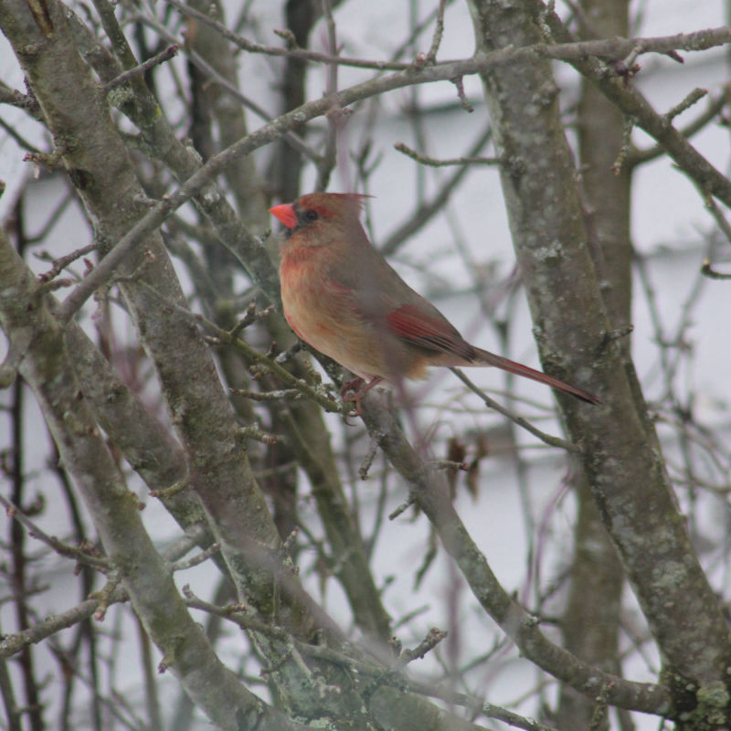 Cardinal