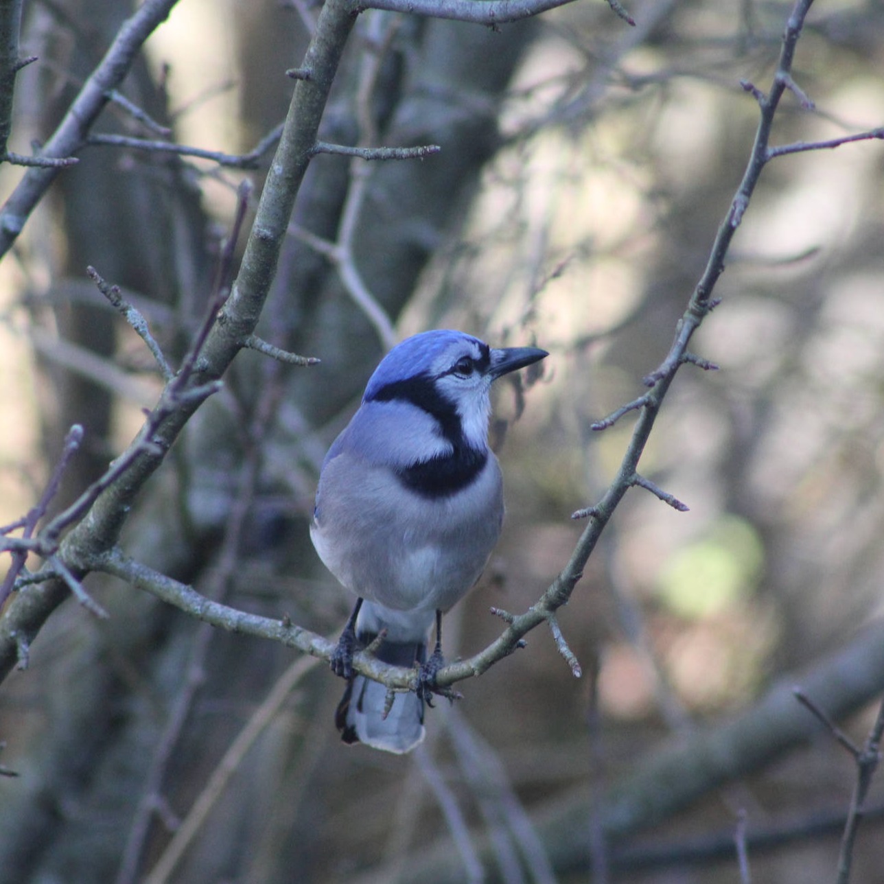 Jay