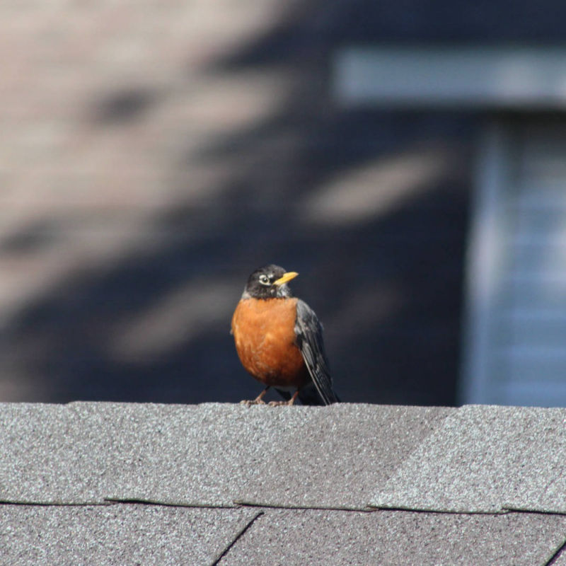 Robin