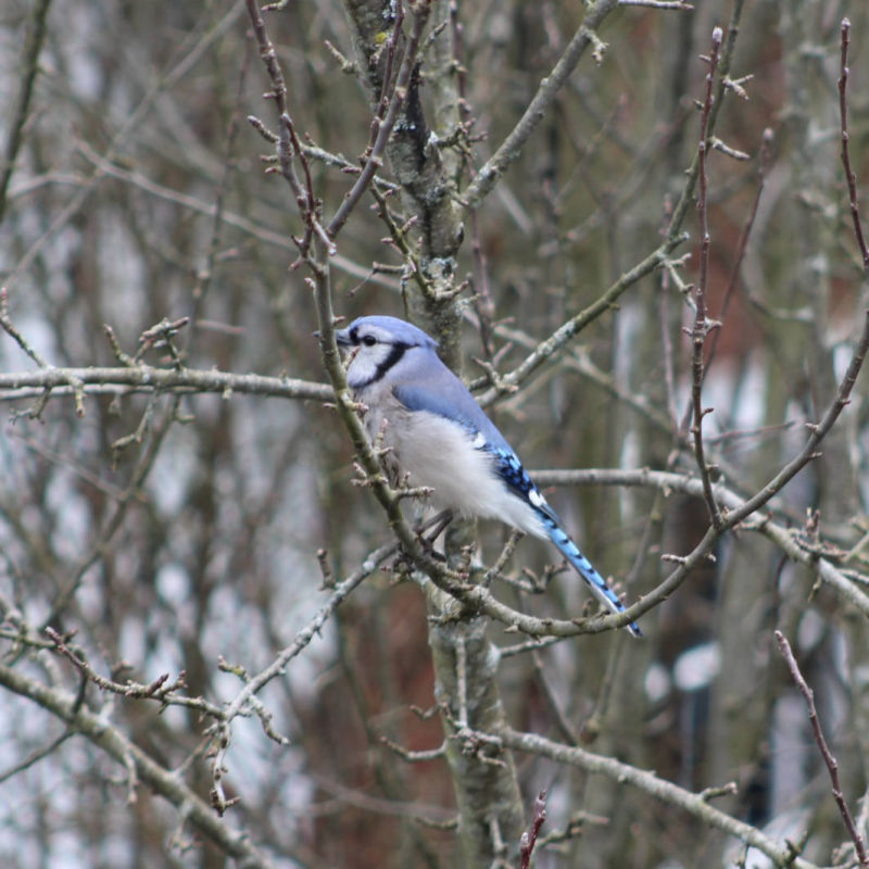 Jay