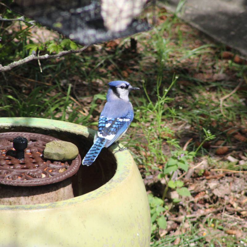Stellar Jay