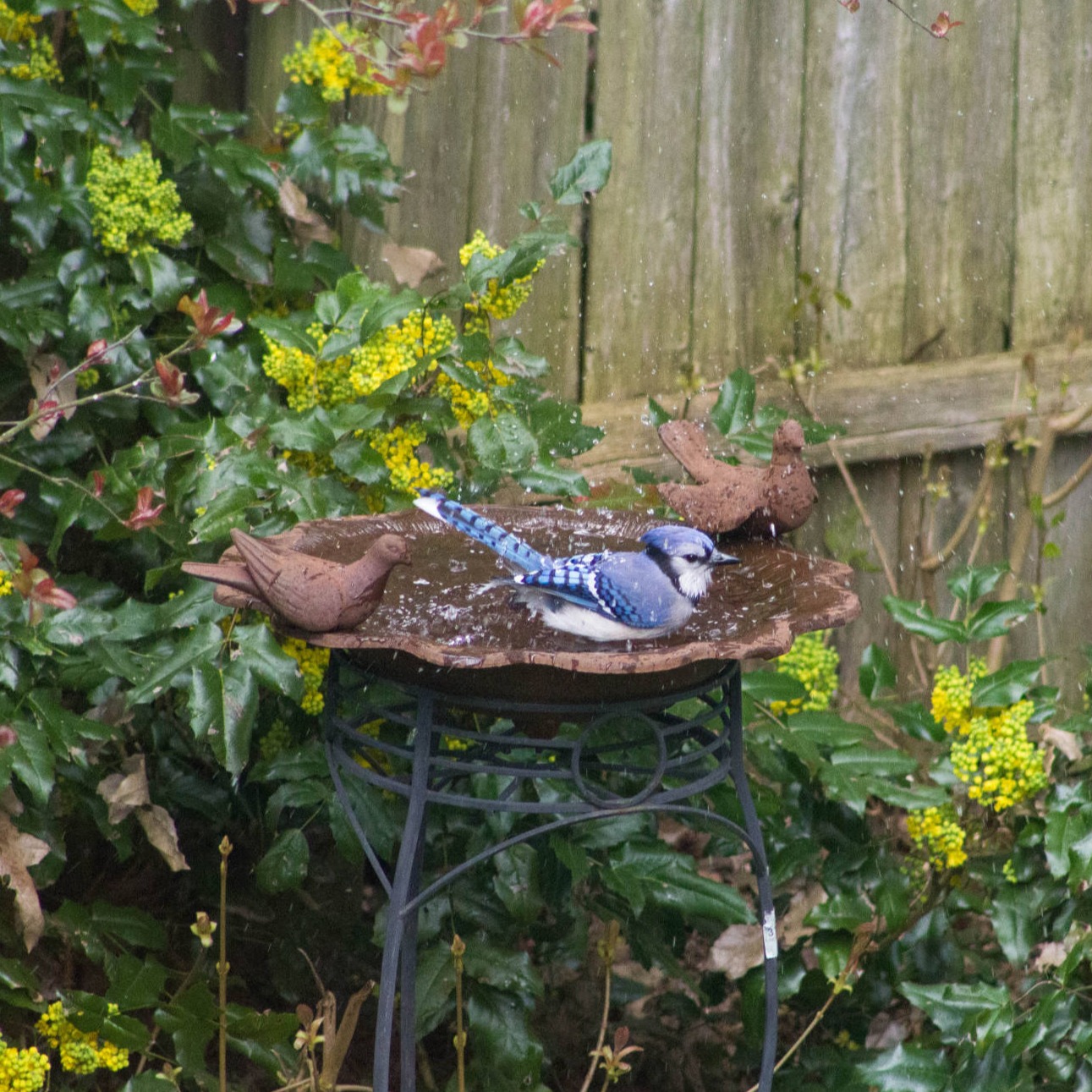 Stellar Jay