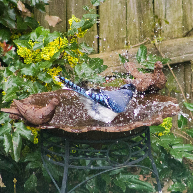 Stellar Jay
