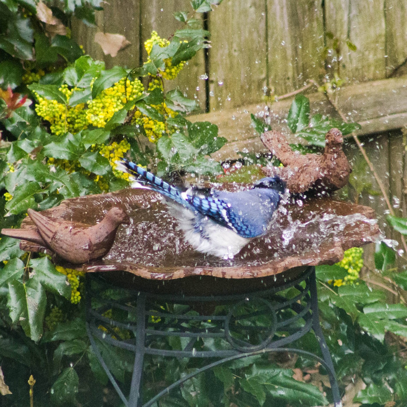 Stellar Jay