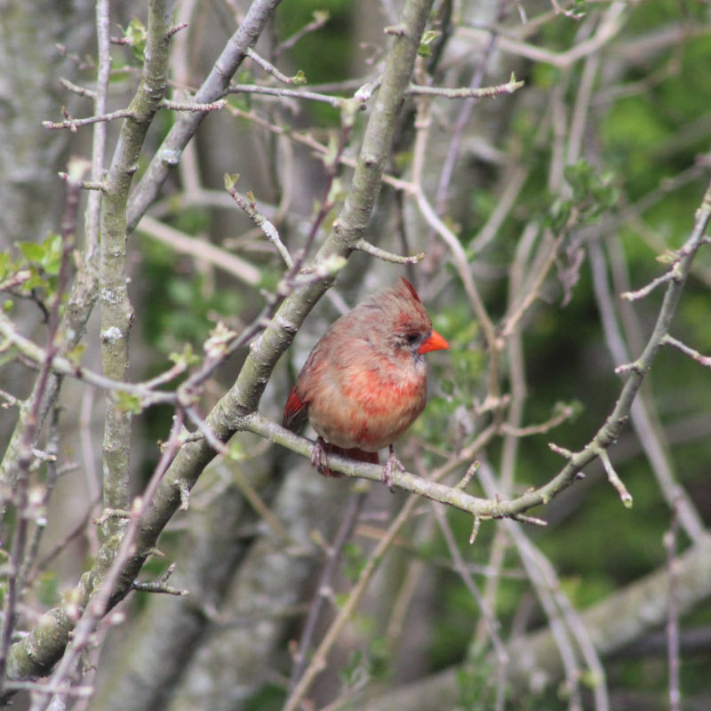 Cardinal