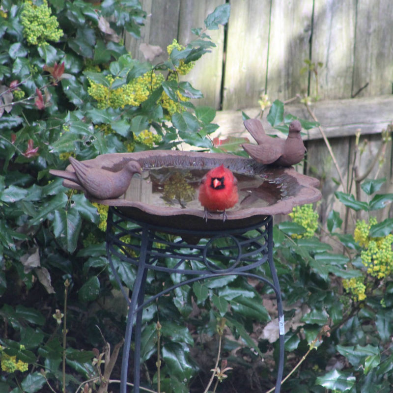Cardinal