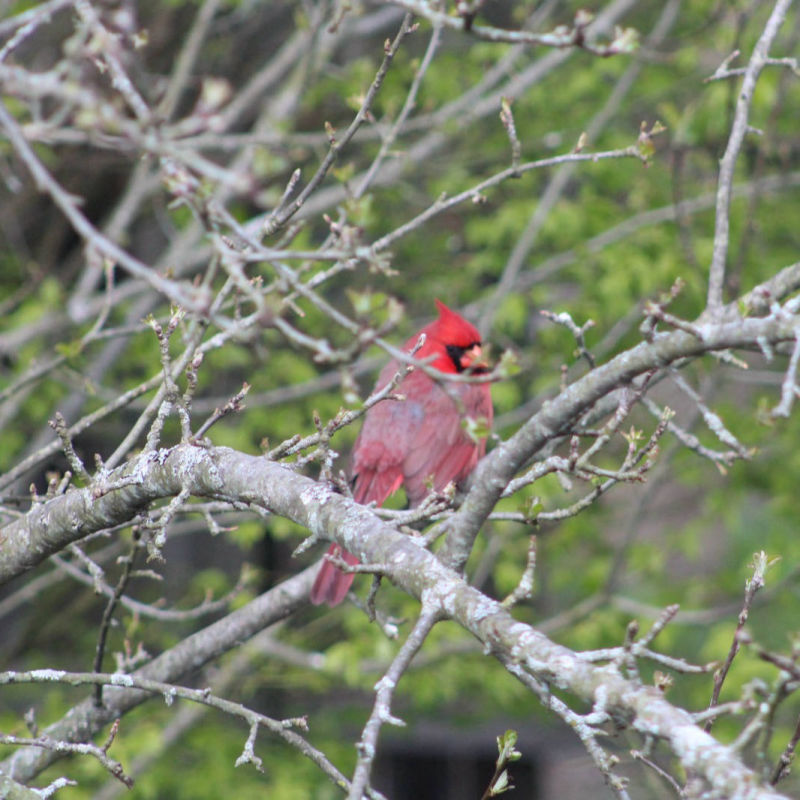 Cardinal