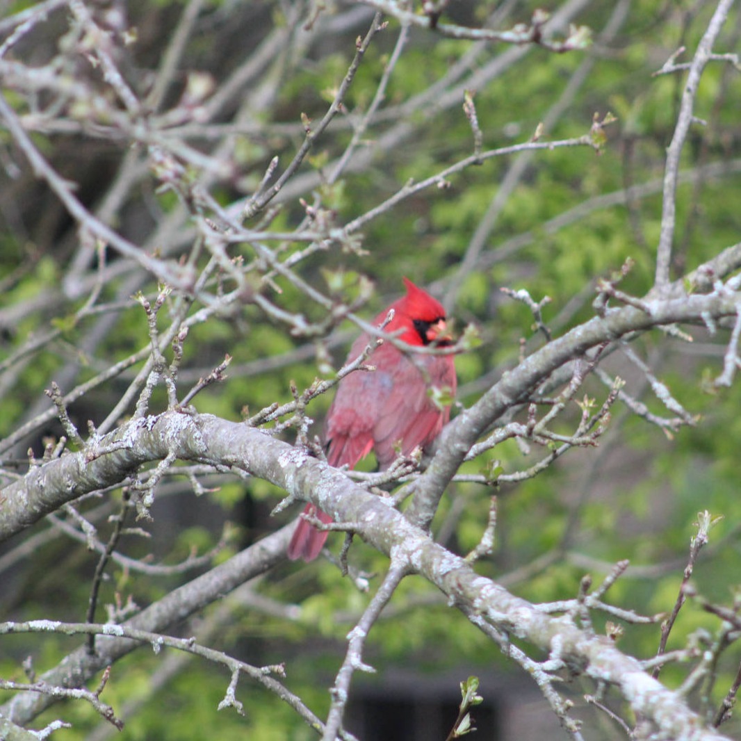 Cardinal