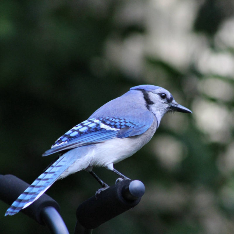 Stellar Jay