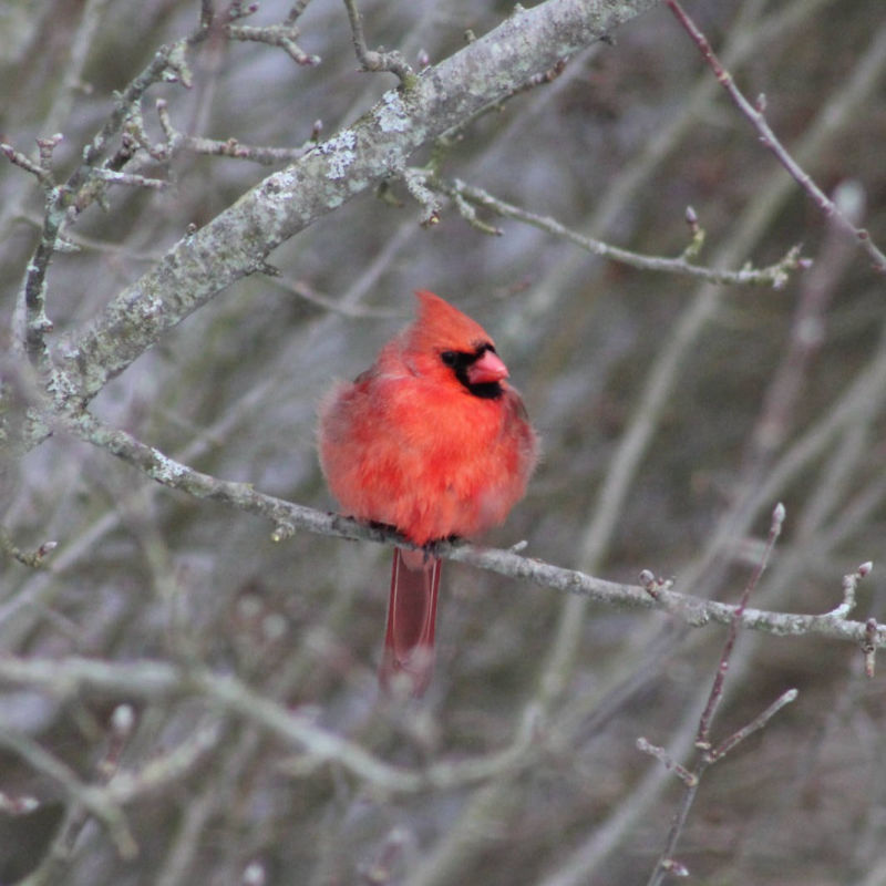 Cardinal