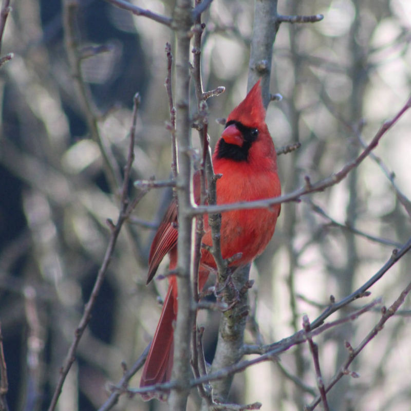 Cardinal