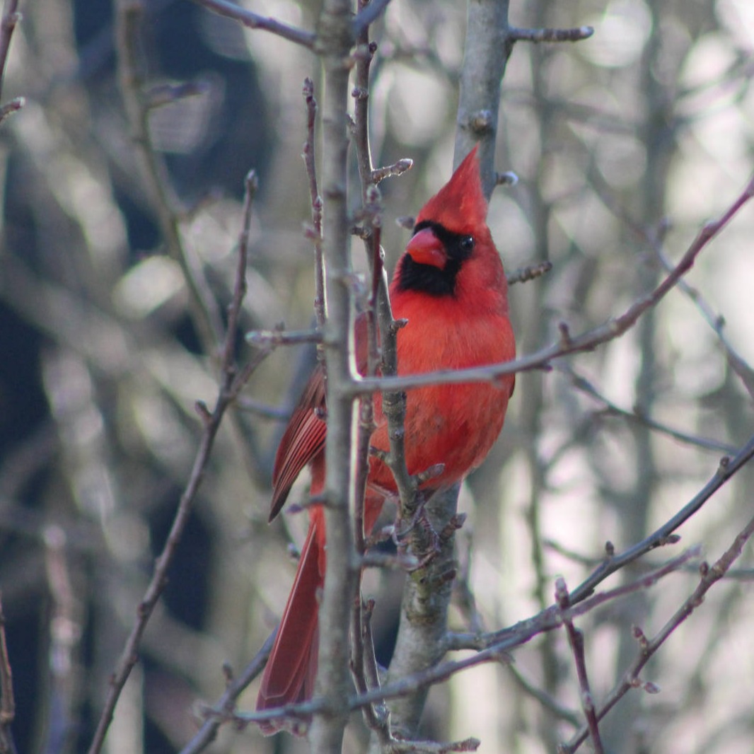 Cardinal