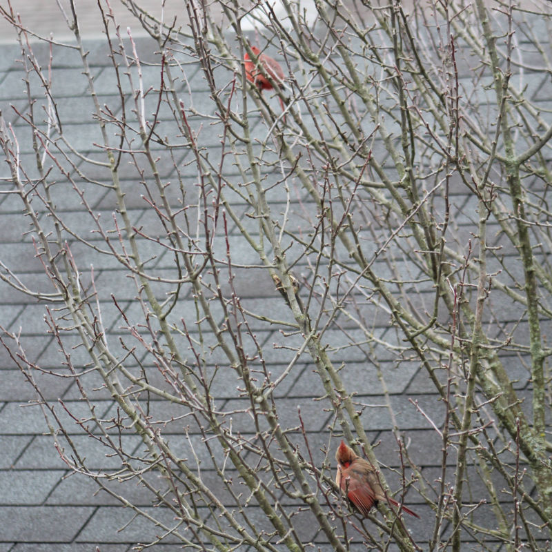 Cardinals