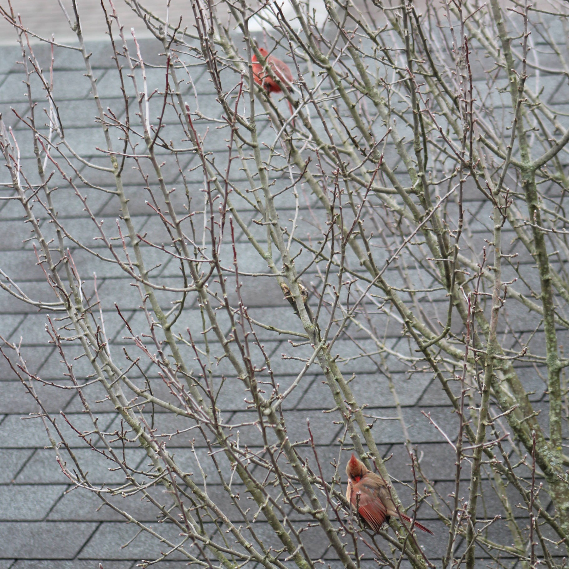 Cardinals