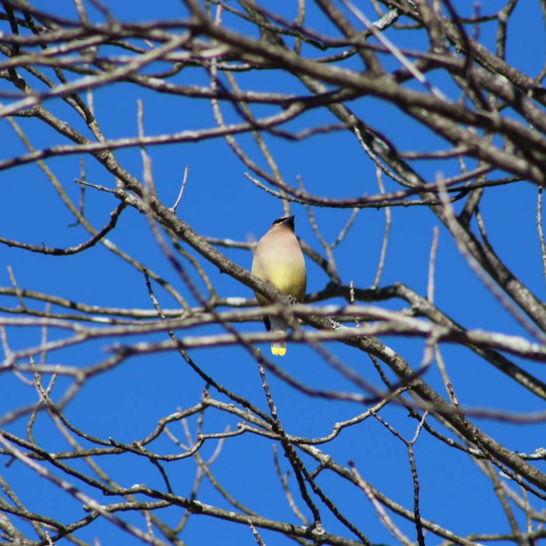 Cedar Wax Wing
