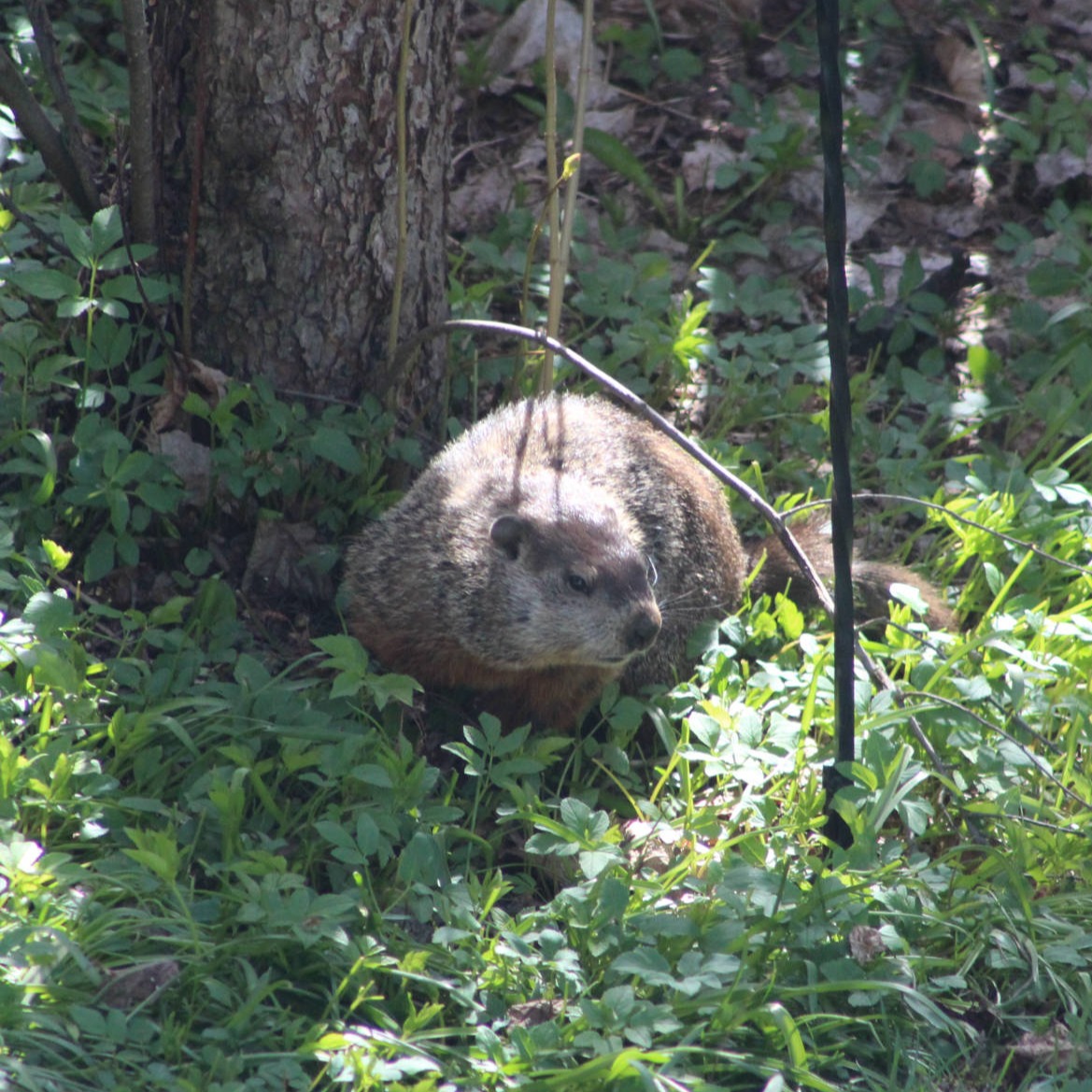 Phillip, Ground Hog