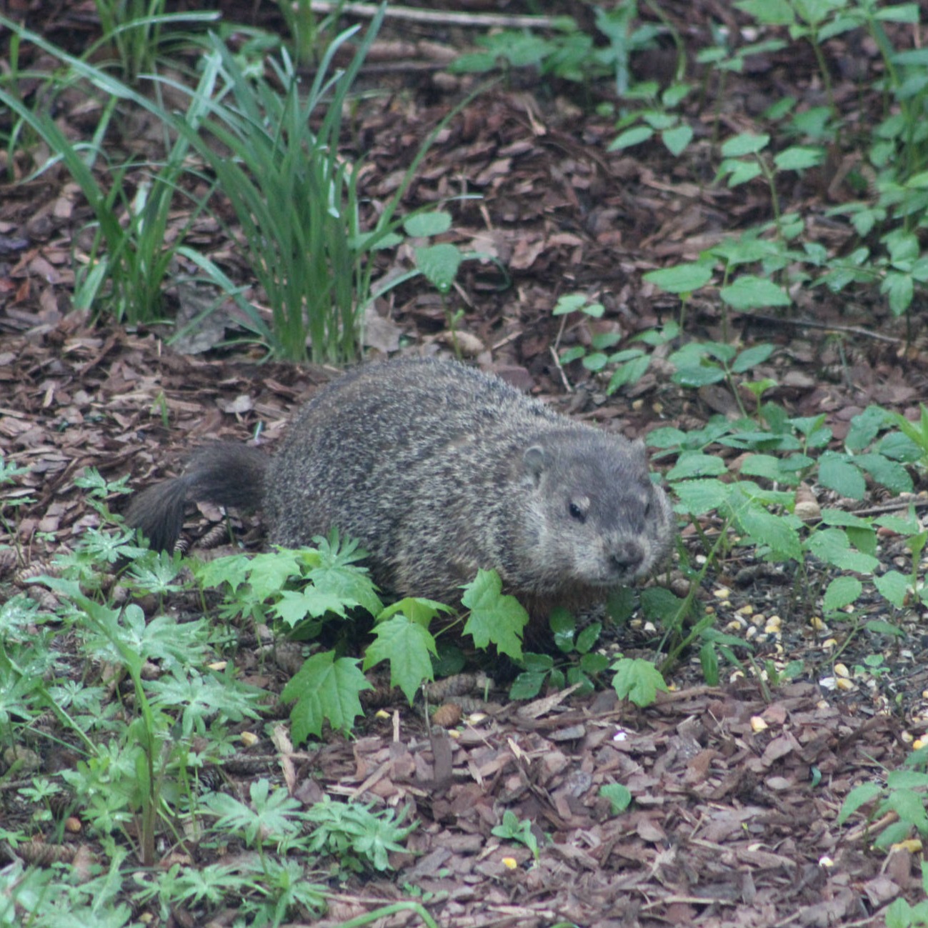 Phillip, Ground Hog