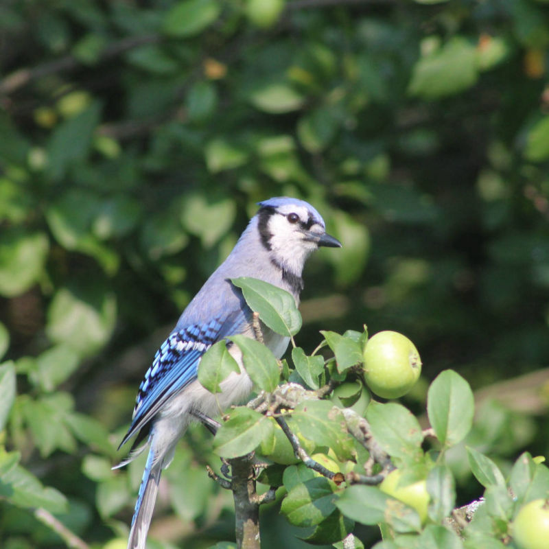 Stellar Jay