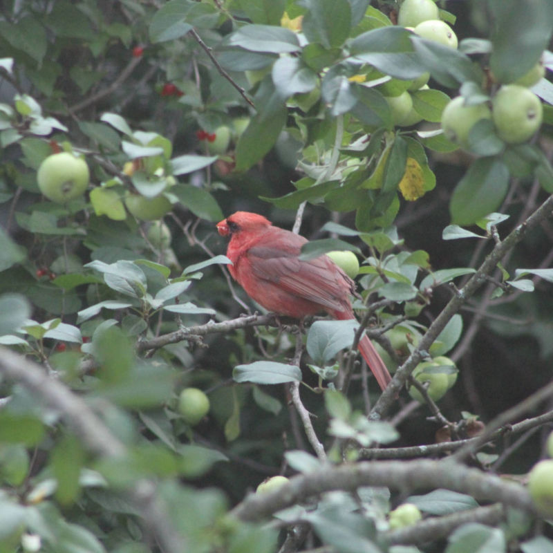 Cardinal