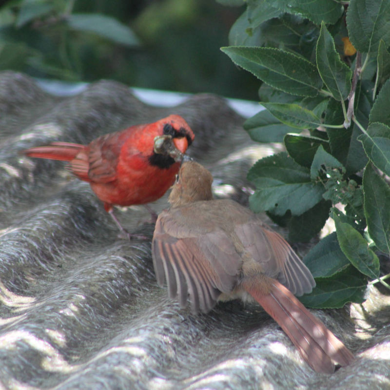 Cardinals