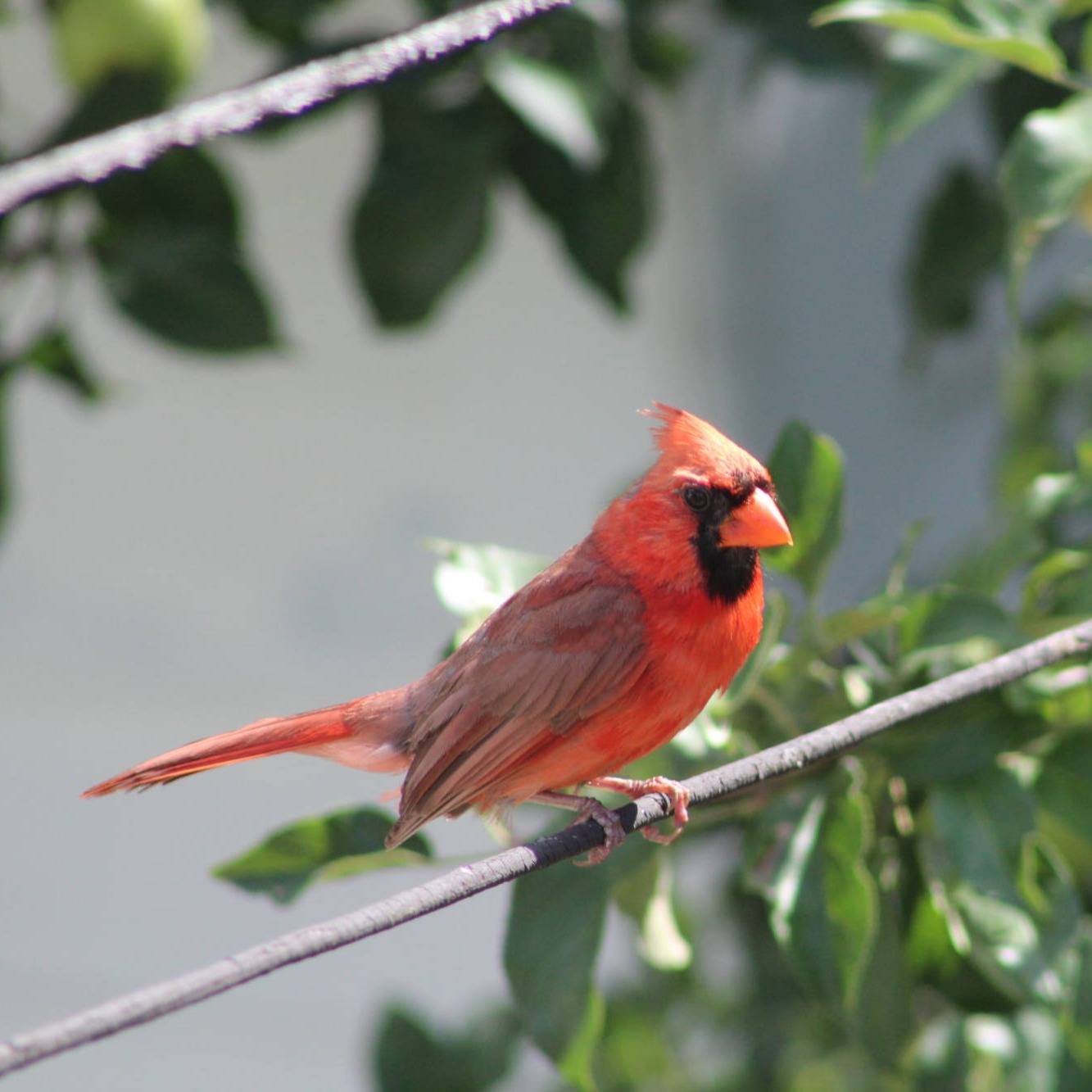 Cardinal