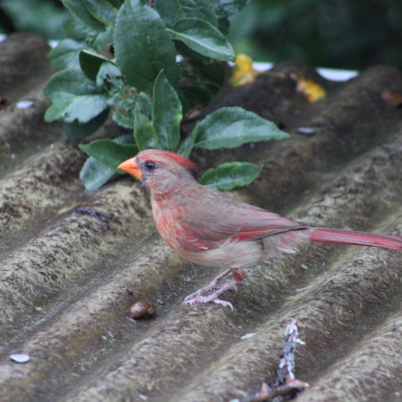 Cardinal