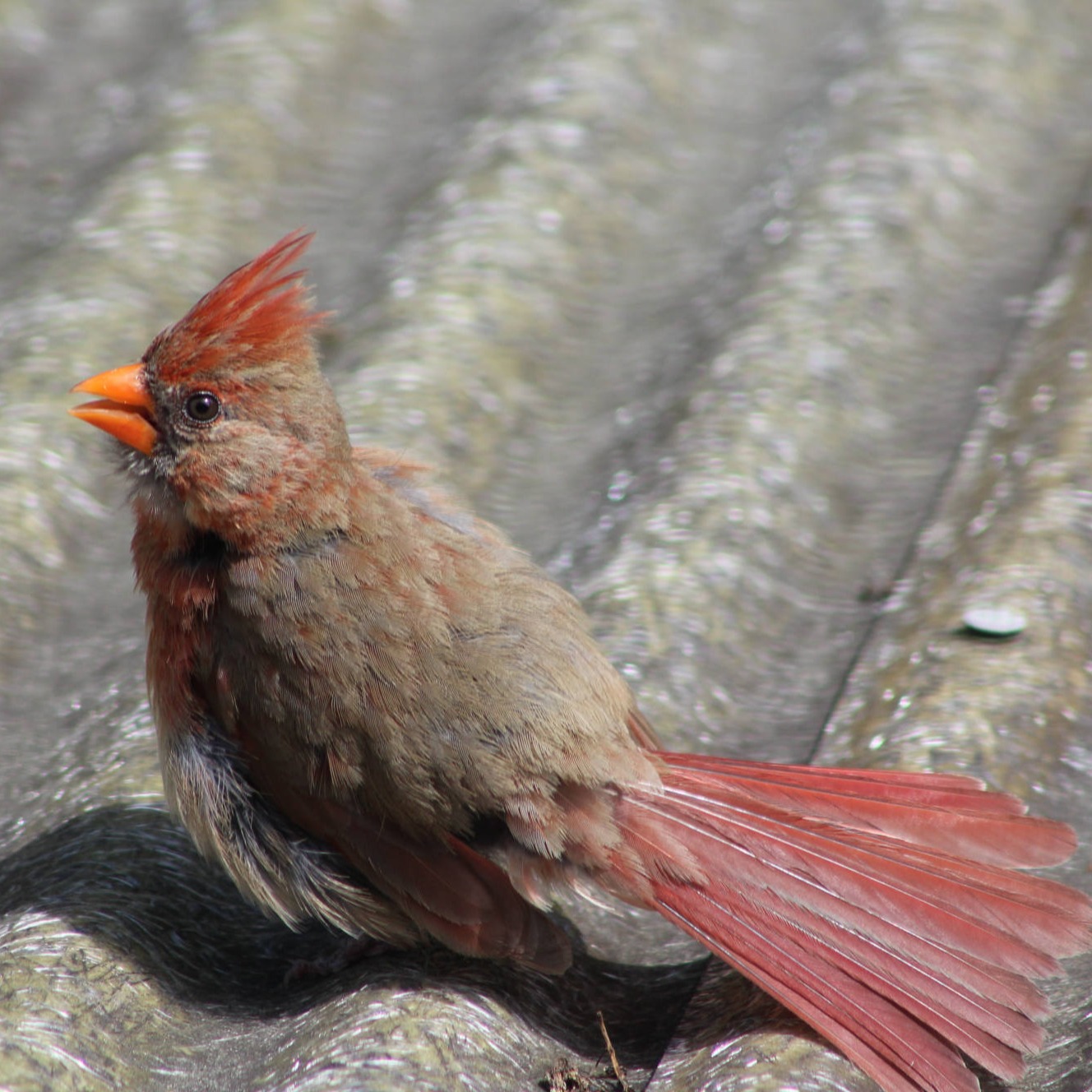 Cardinal