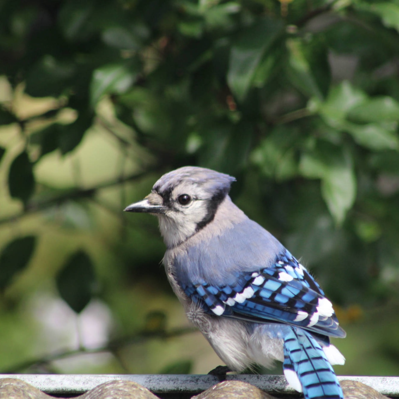 Stellar Jay