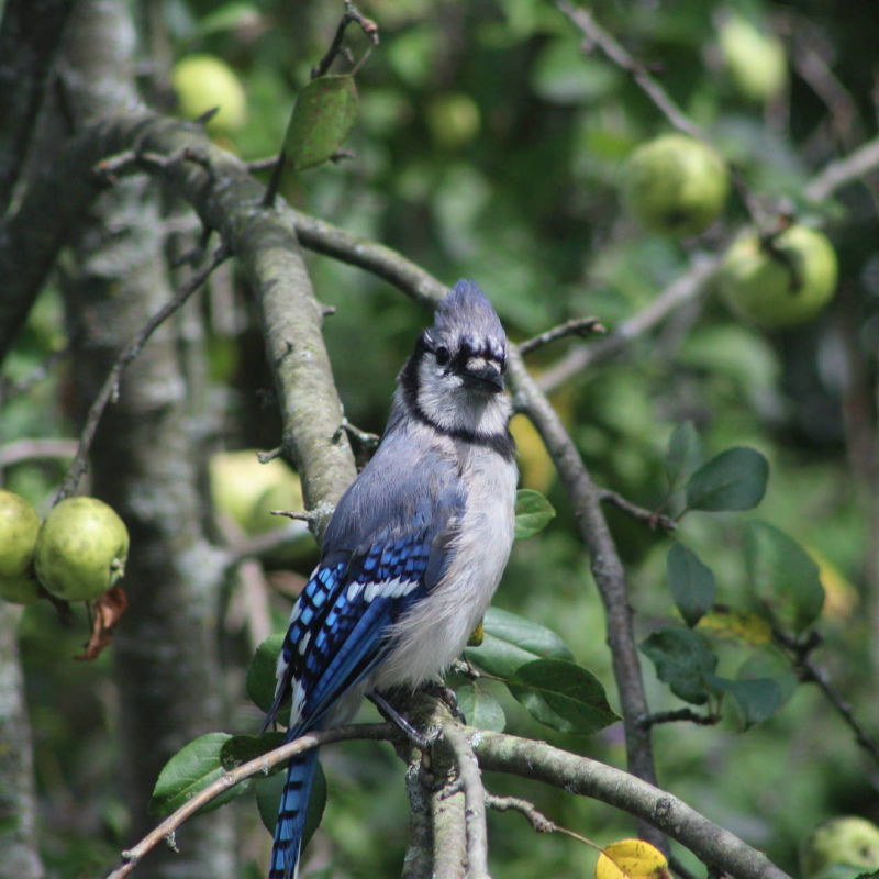 Stellar Jay