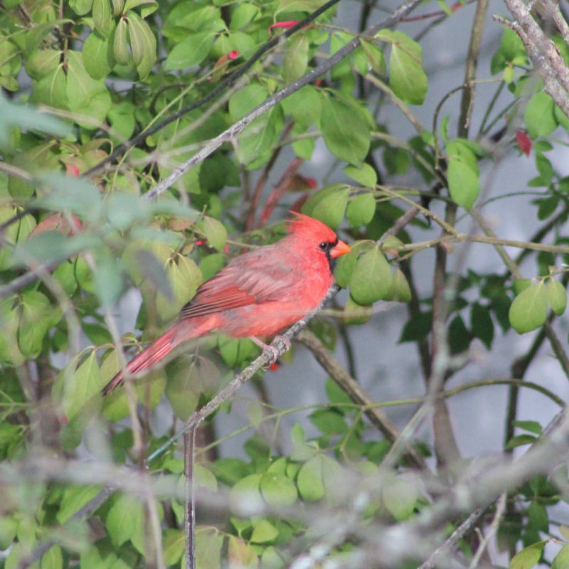 Cardinal