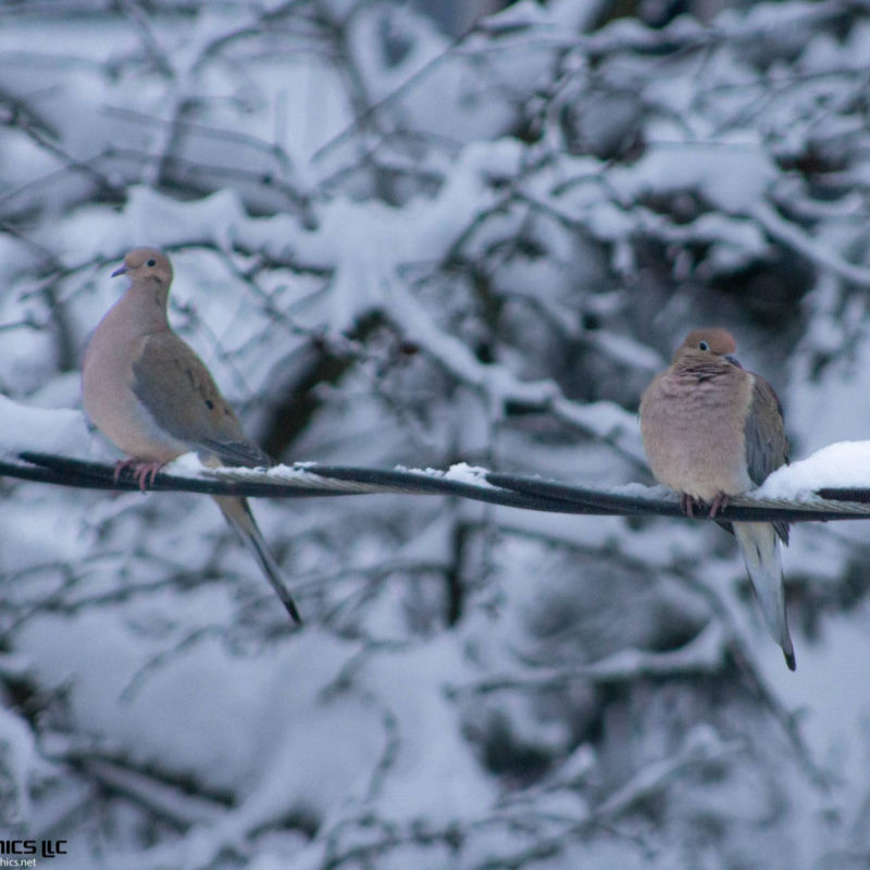 Mourning Doves