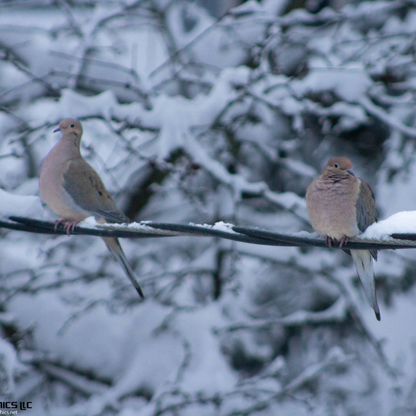 Mourning Doves