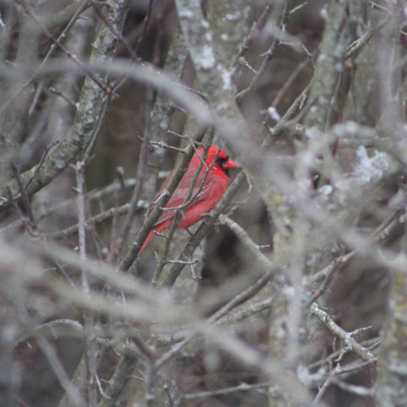Cardinal