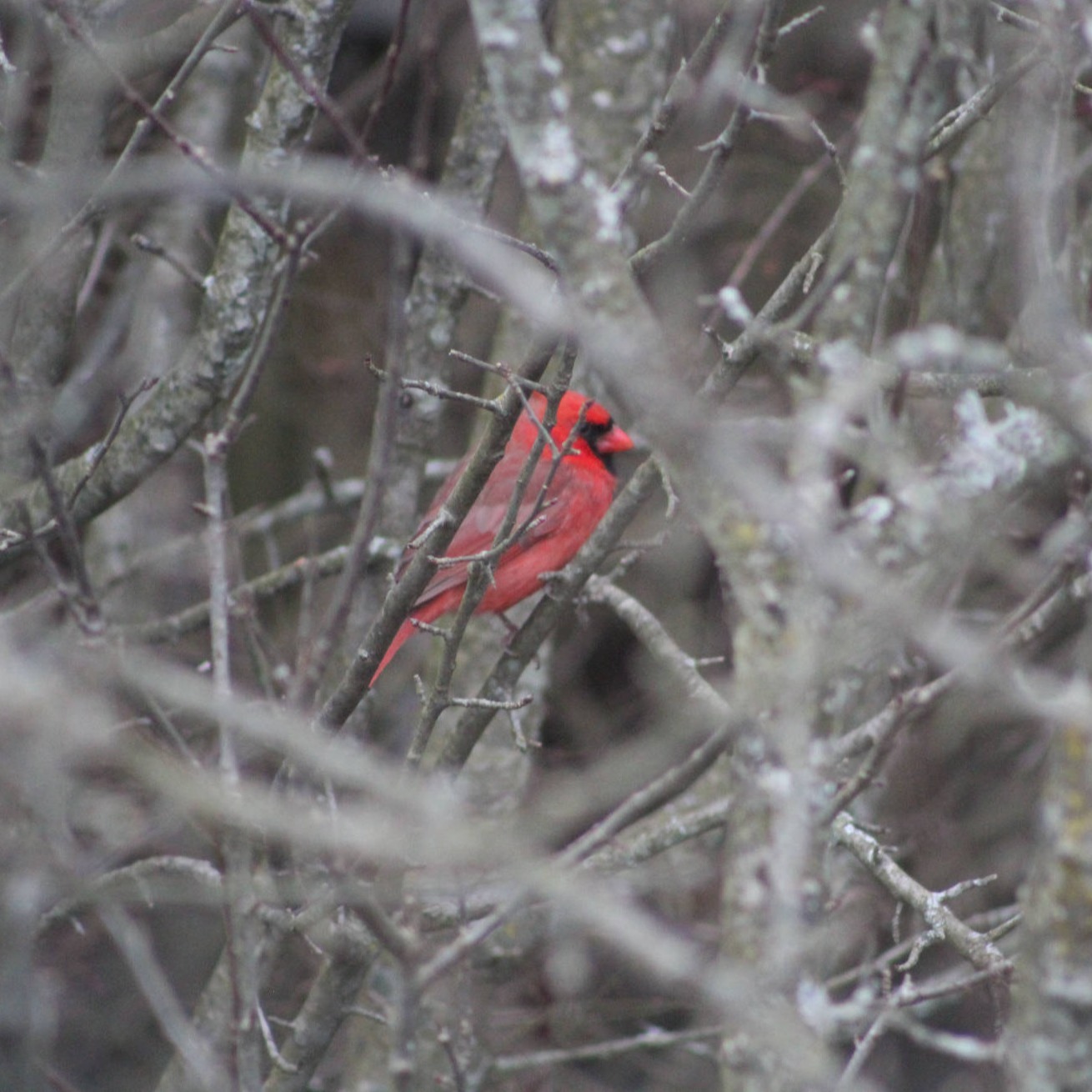 Cardinal